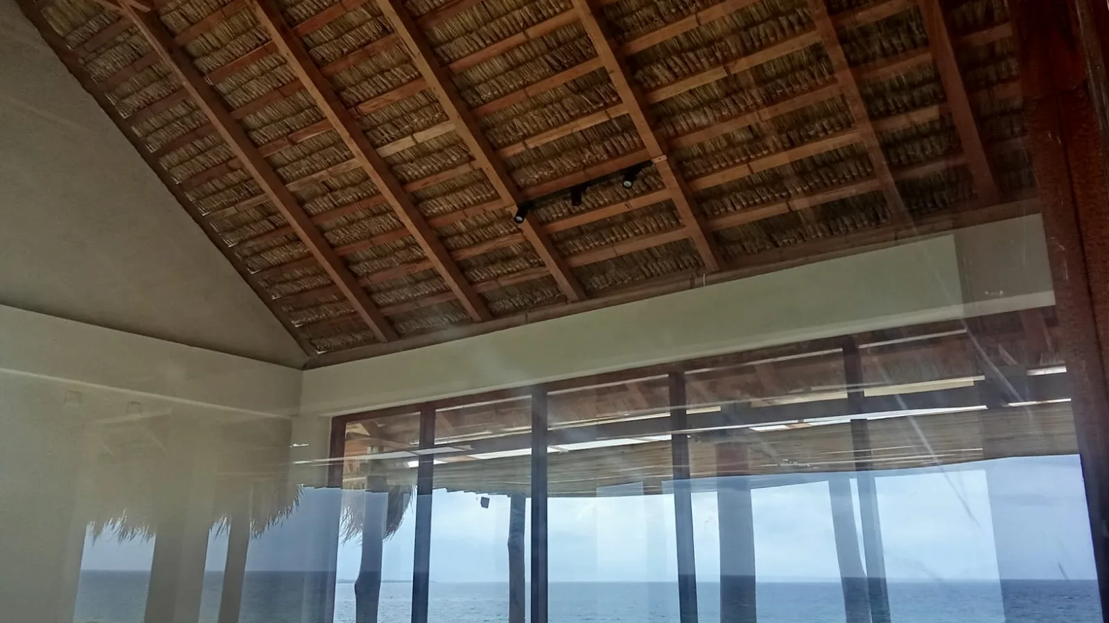 The Paper Banyan: On Temporary Roots in the Tropics
